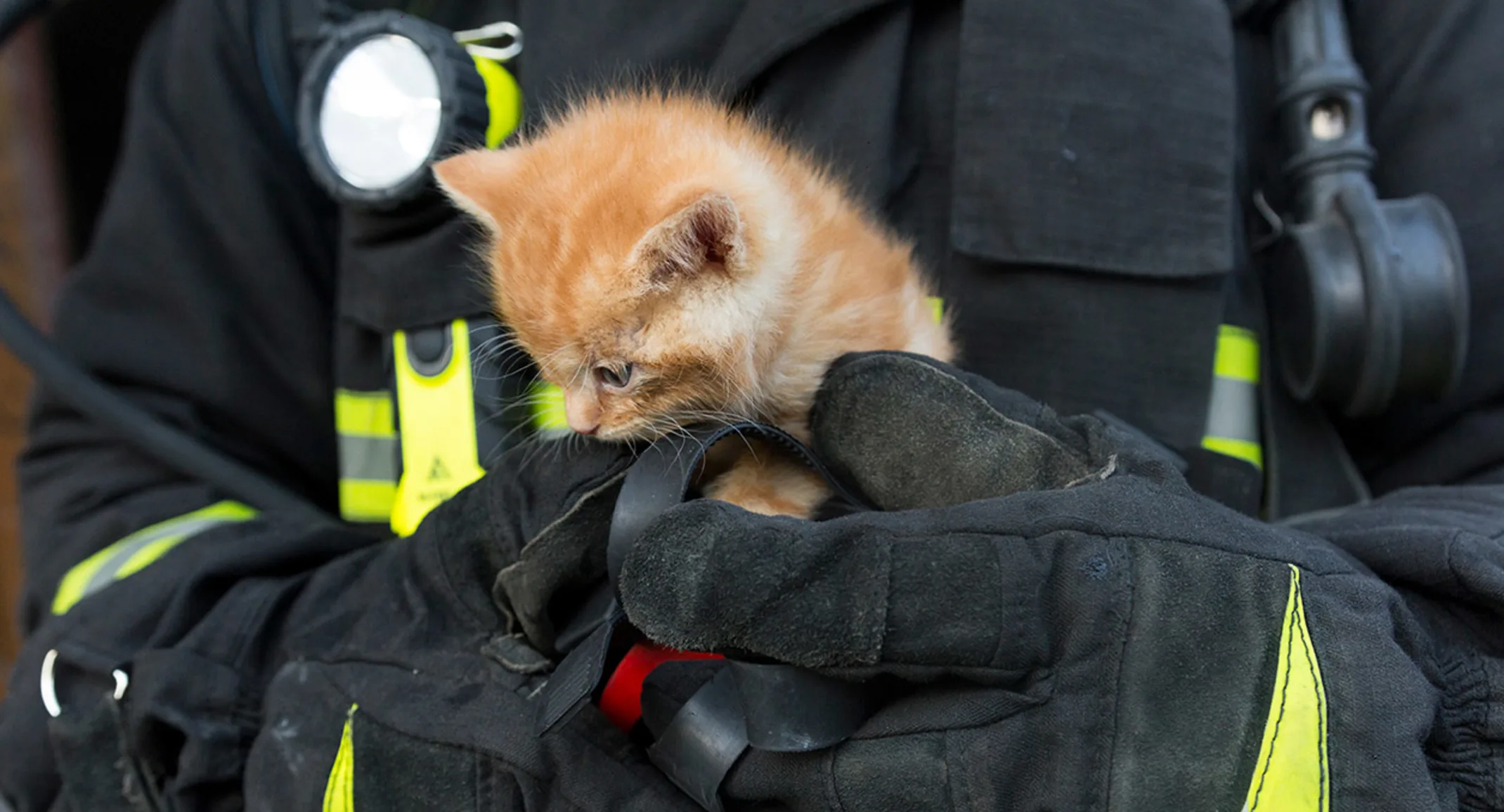 Kitty with Firefighter